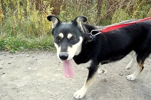Esme - przyjacielska sunia czeka na swój nowy dom,