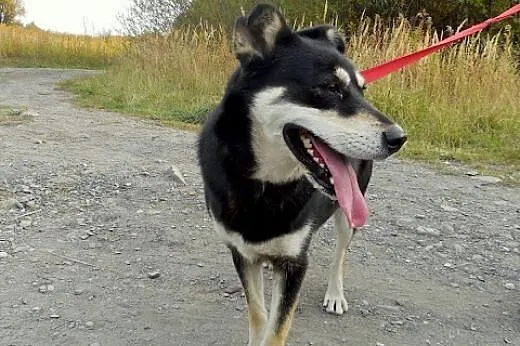 Esme - przyjacielska sunia czeka na swój nowy dom,