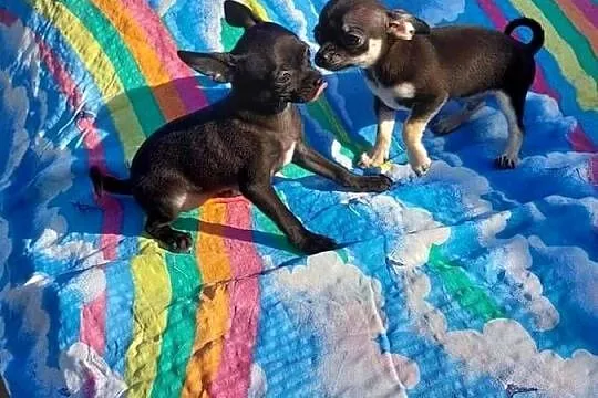 Suczki chihuahua