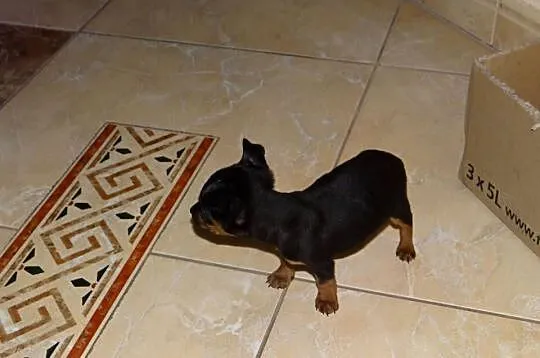 Ratlerek miniaturka piesek 8 tygodni, Mazowieckie, Wierzbica