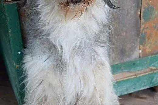 Ocalmy Kapselka przed schroniskiem gdzie sobie nie