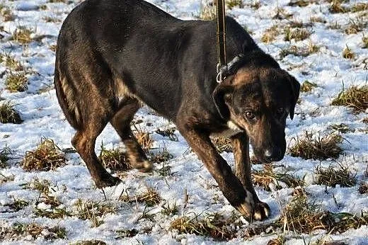 Krawatka młoda wspaniała sunia szuka pilnie domku 