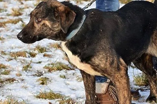 Krawatka młoda wspaniała sunia szuka pilnie domku 