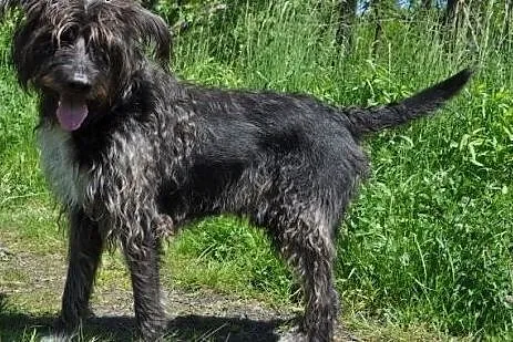 Dostojny Sam szuka troskliwego opiekuna,  śląskie 