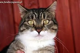 Tosia - mega przytulaśna kotka, Nowy Dwór Mazowiecki