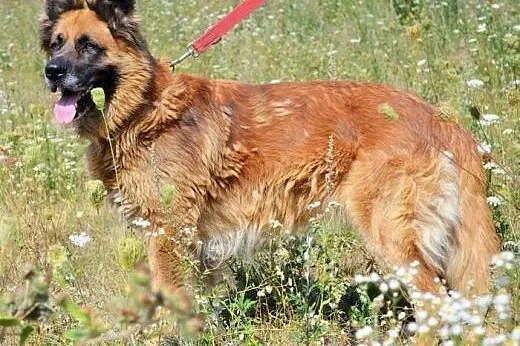 Prawdziwy Frykas wśród psów! :),  warmińsko-mazurs