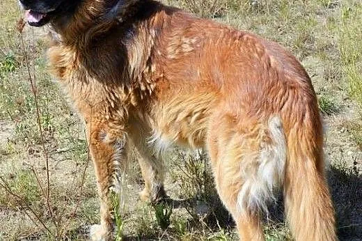 Prawdziwy Frykas wśród psów! :),  warmińsko-mazurs