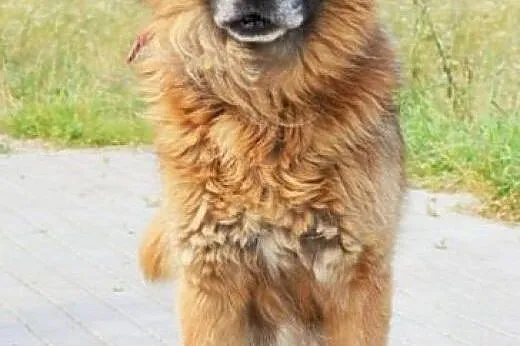 Prawdziwy Frykas wśród psów! :),  warmińsko-mazurs