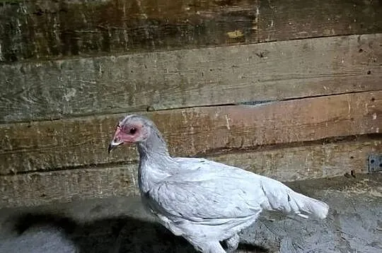 Witam sprzedam kury bojowiec nowoangielski miaturowy 3 koguty i 4 kurki, Małopolskie, Uście Solne