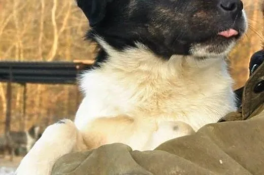 Łaciatek Zibi do adopcji ,  lubelskie Świdnik