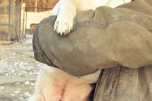Łaciatek Zibi do adopcji ,  lubelskie Świdnik