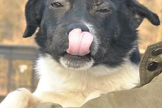 Łaciatek Zibi do adopcji ,  lubelskie Świdnik