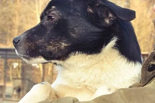 Łaciatek Zibi do adopcji ,  lubelskie Świdnik