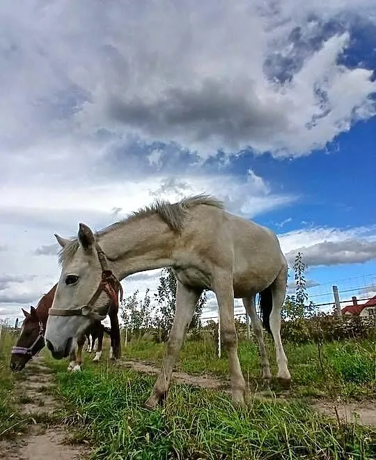 Sprzedam źrebaka rocznego, Lubelskie, Łuków