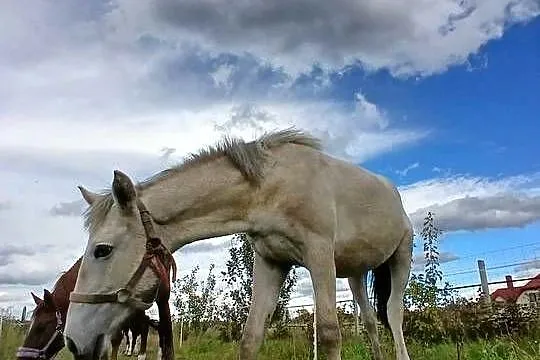 Sprzedam źrebaka rocznego, Lubelskie, Łuków