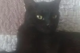 Zaginął czarny kot Filip