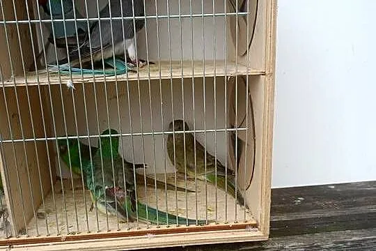 Sprzedam papugi