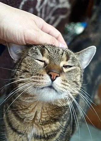 Tigra......, łódzkie Łódź