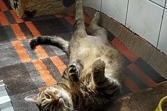 Tigra......,  łódzkie Łódź