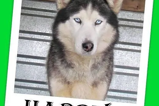 Malamut mix,duży,przyjazny indywidualista HARY.Adopcja,  dolnośląskie Wrocław