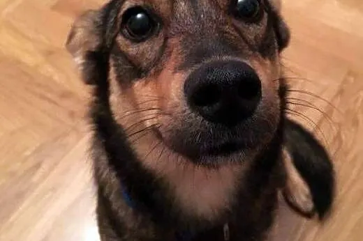 Kawa- maleńka sunia - do adopcji ,  mazowieckie Warszawa