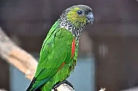 Rudosterki Czarnoglowe Rupicola
