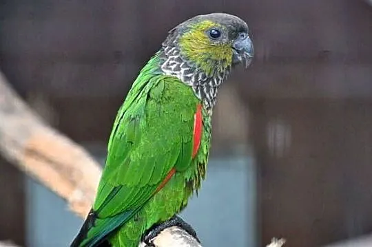 Rudosterki Czarnoglowe Rupicola