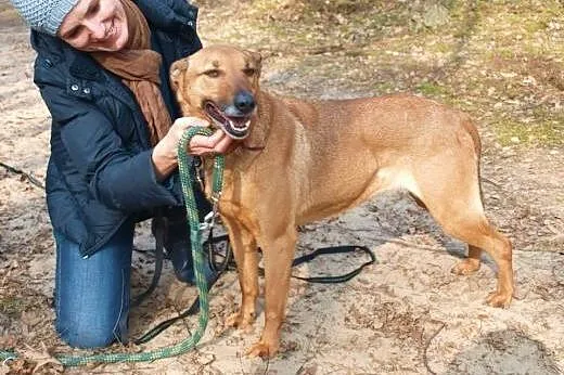 Wenka - subtelna i wrażliwa sunia,  Kundelki cała 