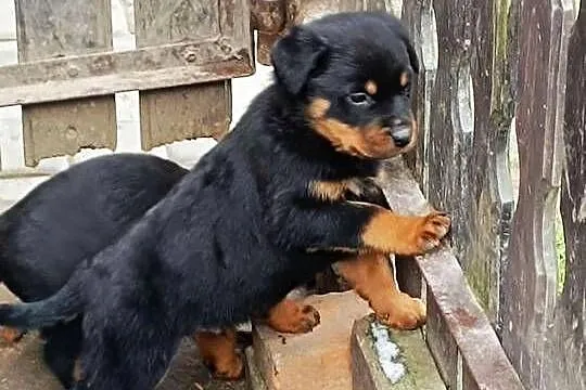 Rottweiler Szczenięta z Rodowodem