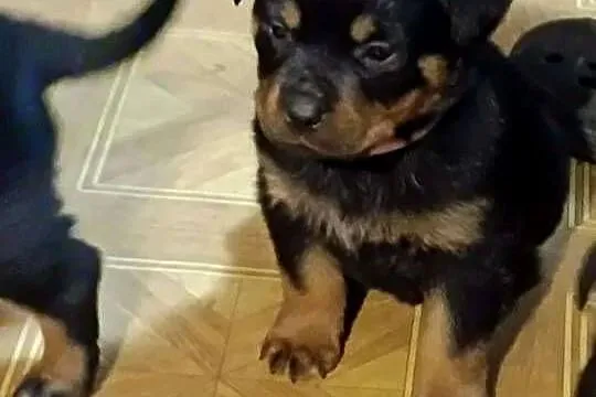 Rottweiler Szczenięta z Rodowodem, Mazowieckie, Iłża