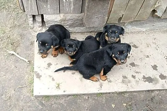 Rottweiler Szczenięta z Rodowodem, Mazowieckie, Iłża