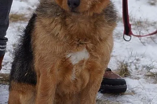 Cezar w typie teriera szuka domu!,  Teriery cała P