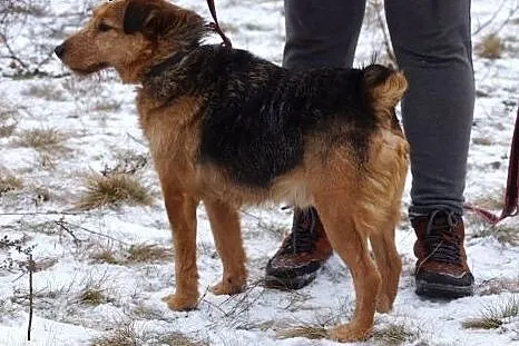 Cezar w typie teriera szuka domu!,  Teriery cała P