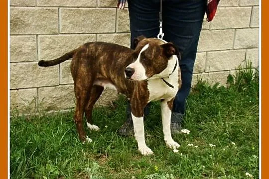 6 letnia suczka amstaff ,przyjacielska,kontaktowa 
