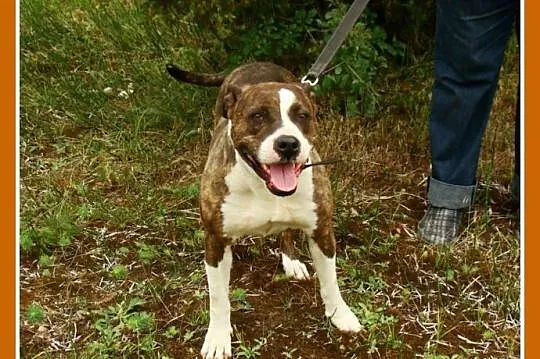 6 letnia suczka amstaff ,przyjacielska,kontaktowa 