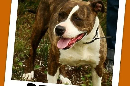 6 letnia suczka amstaff ,przyjacielska,kontaktowa 