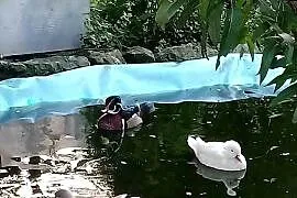 Kaczki karolinki para