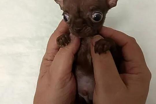 Chihuahua chłopiec xxxs cynamon samiec rezerwacja