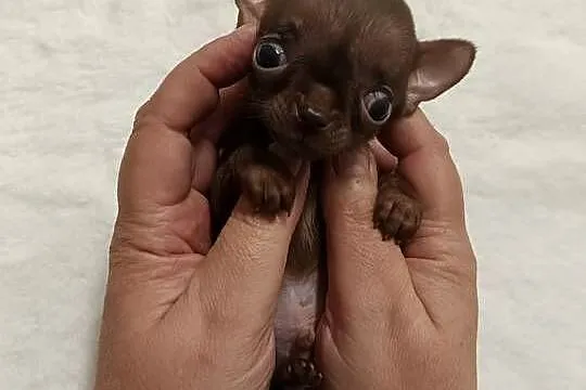 Chihuahua chłopiec xxxs cynamon samiec rezerwacja, Kujawsko-pomorskie, Inowrocław