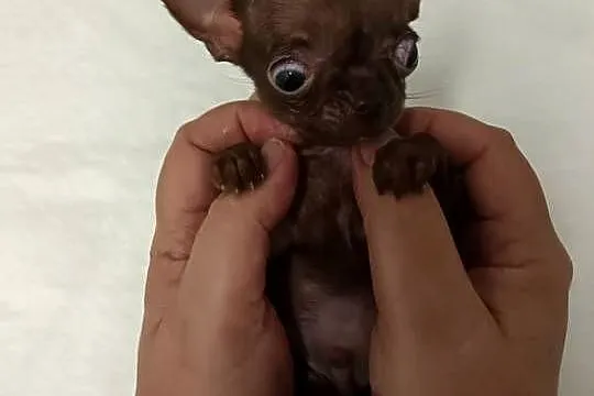 Chihuahua chłopiec xxxs cynamon samiec rezerwacja, Kujawsko-pomorskie, Inowrocław