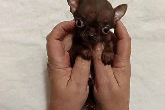 Chihuahua chłopiec xxxs cynamon samiec rezerwacja, Kujawsko-pomorskie, Inowrocław