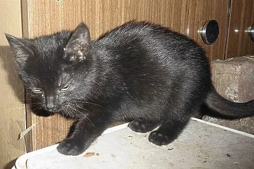 Pomarańczka cudny kociak do adopcji,  małopolskie 