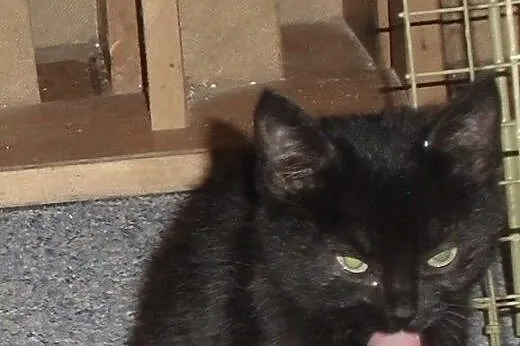 Pomarańczka cudny kociak do adopcji,  małopolskie 