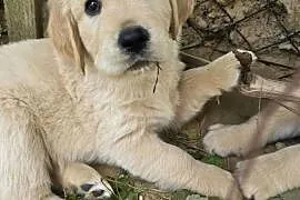Golden retriver. Psiaki gotowe na nowy dom