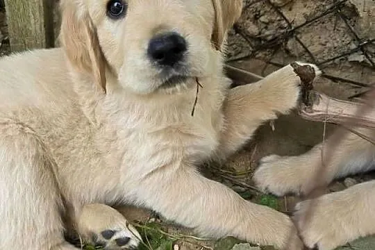 Golden retriver. Psiaki gotowe na nowy dom