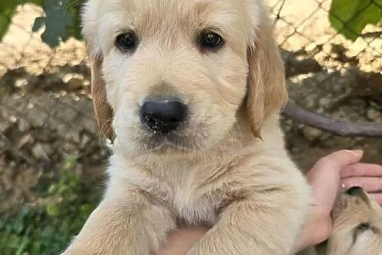 Golden retriver. Psiaki gotowe na nowy dom, Lubelskie, Izbica