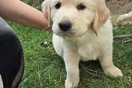 Golden retriver. Psiaki gotowe na nowy dom, Lubelskie, Izbica