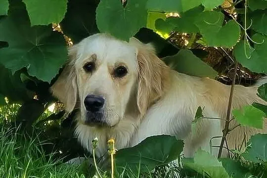 Golden retriver. Psiaki gotowe na nowy dom, Lubelskie, Izbica