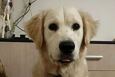 Golden retriver. Psiaki gotowe na nowy dom, Lubelskie, Izbica