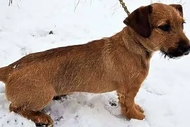 ROLO - 5 miesięczny szczeniak, wyrzucony z auta PILNIE szuka domu,